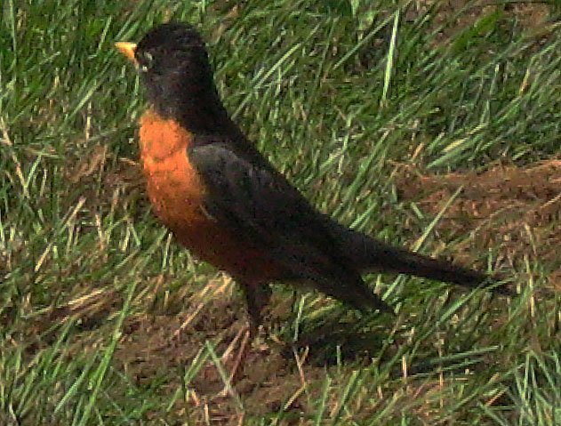 A robin in the grass